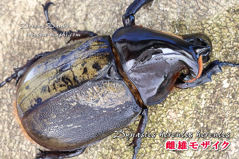 ヘラクレス・ヘラクレス 雌雄モザイク 雌雄同体｜ドルクスダンケ