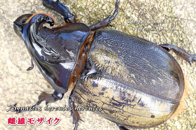 ヘラクレス・ヘラクレス（雌雄モザイク）_イメージ