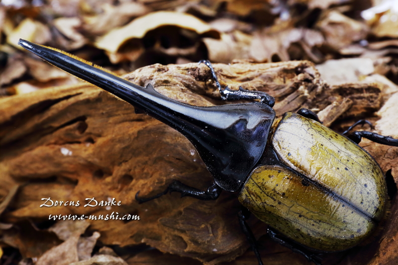 ヘラクレスオオカブト