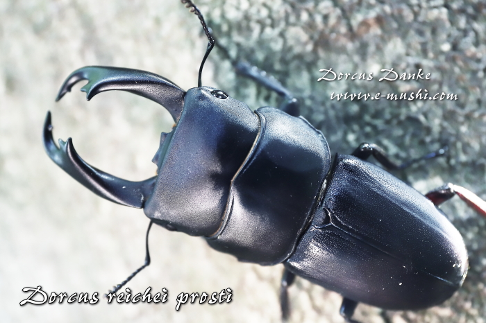 マレーライヒヒラタクワガタ