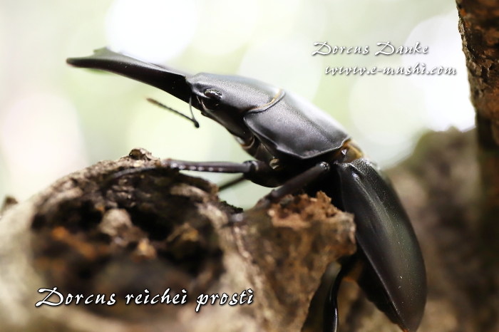 マレーライヒヒラタクワガタ