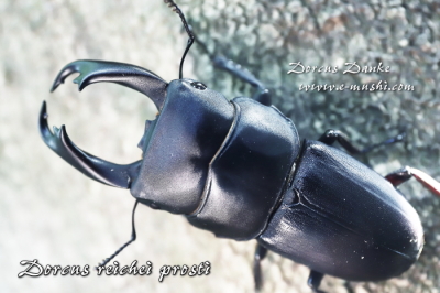 マレーライヒヒラタクワガタ