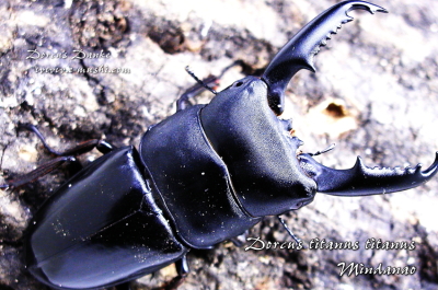 ミンダナオオオヒラタクワガタ_イメージ