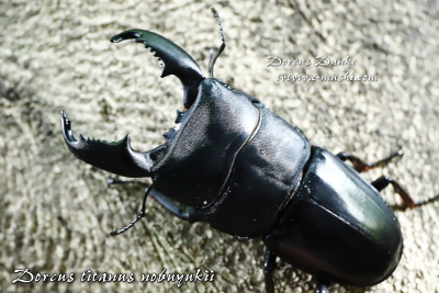 マレーヒラタクワガタ