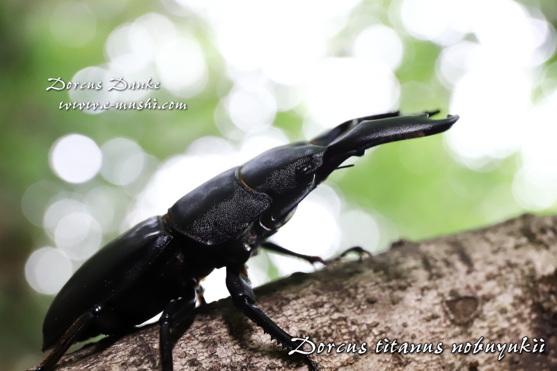 マレーオオヒラタクワガタ