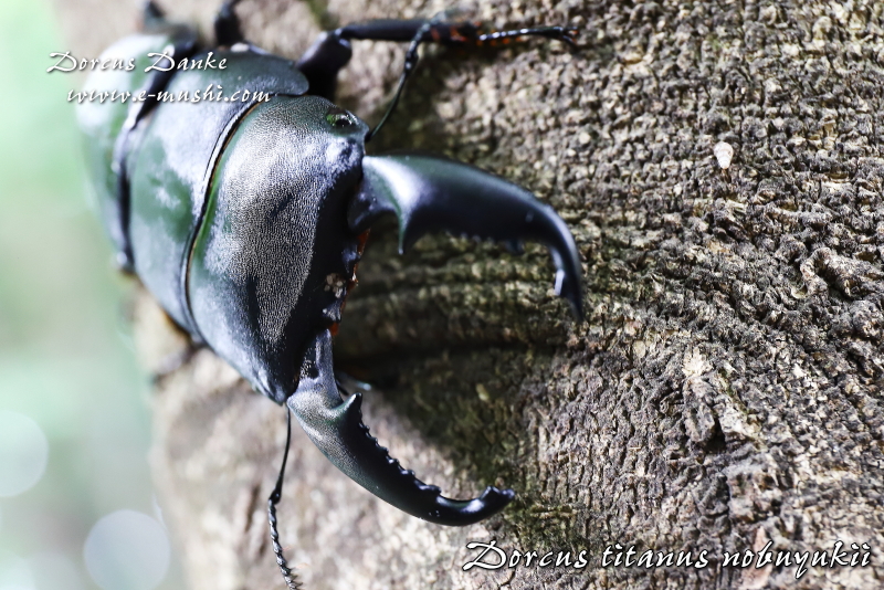 マレーオオヒラタクワガタ