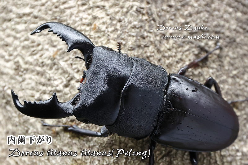 ペレンオオヒラタクワガタ