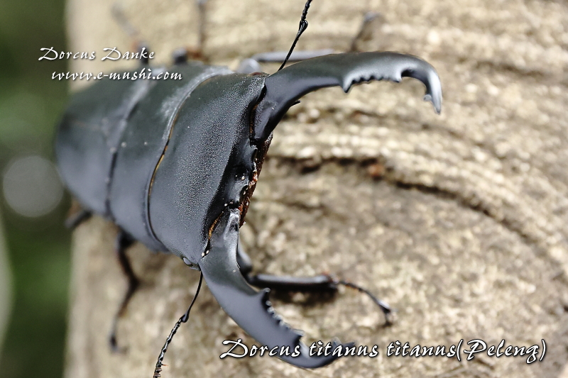 ペレンオオヒラタクワガタ