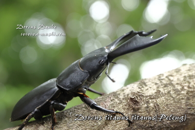 ペレンオオヒラタクワガタ