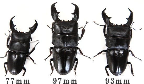 ブリード】アチェ産 スマトラオオヒラタクワガタ｜ドルクスダンケ