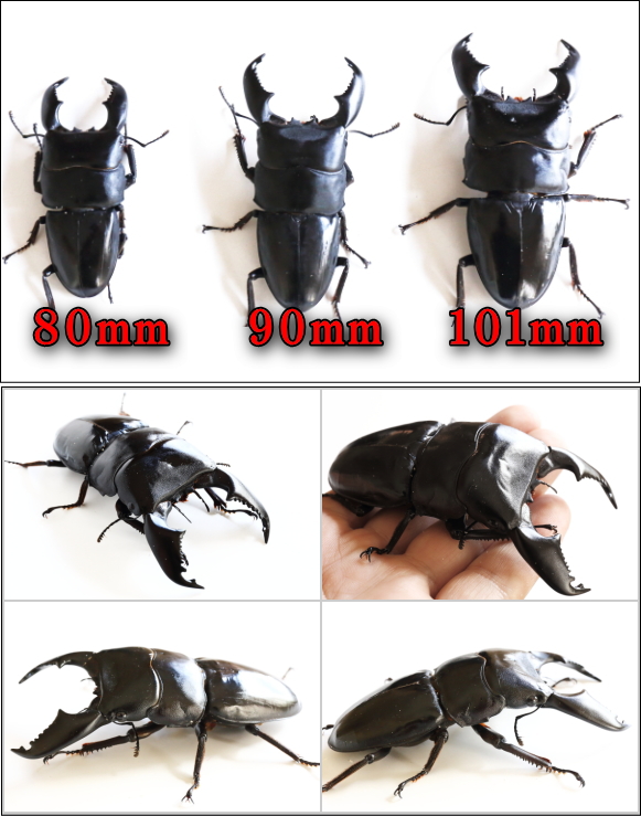 ☆超特大♂101mm☆アチェ産スマトラオオヒラタクワガタ｜ドルクス