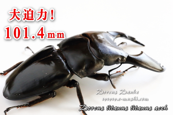 ☆超特大♂101mm☆アチェ産スマトラオオヒラタクワガタ｜ドルクス