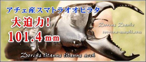 ☆超特大♂１０１ｍｍ☆アチェ産スマトラオオヒラタクワガタ_イメージ