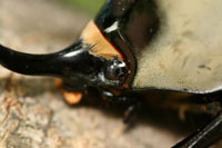 グラントシロカブト