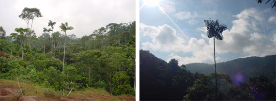 ヘラクレスオオカブト リッキー　採集地の風景