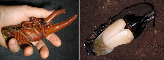 ヘラクレスオオカブト リッキー 蛹&羽化直後の様子