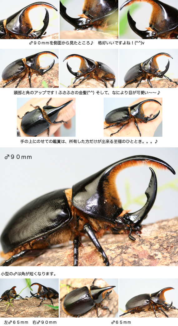 サタンオオカブト