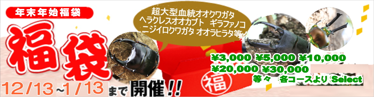クワガタ カブトムシ 年末 年始 新春 特売 福袋 セール