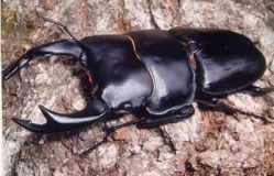 国産オオクワガタ81.7mm