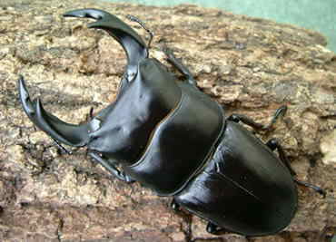 第５回美形オオクワガタコンテスト３位入賞