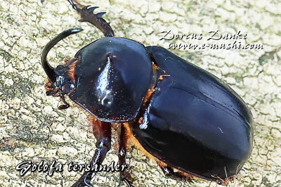 ゴロファ・テルサンデール_イメージ