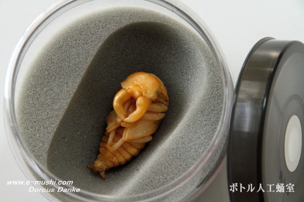 ボトル人工蛹室