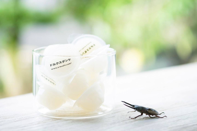 クワガタ、カブトムシの喜ぶ昆虫ゼリー