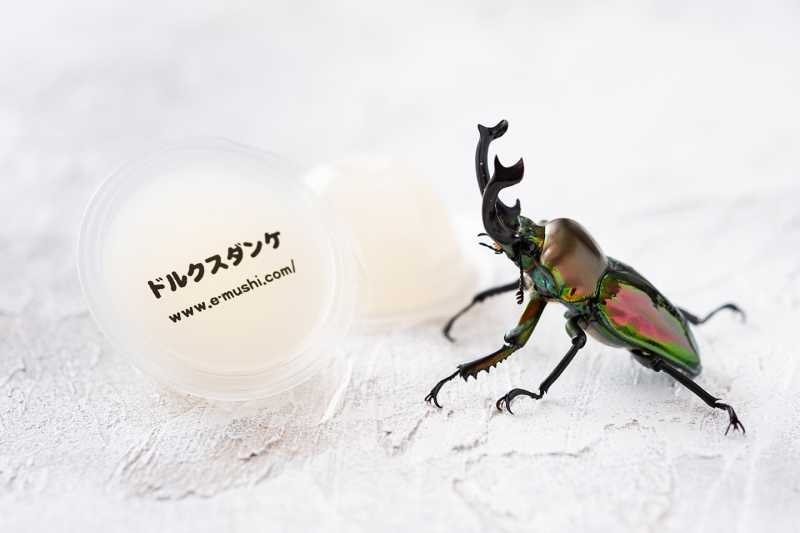 クワガタと昆虫ゼリー