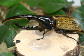 新タイプ 昆虫ゼリー High effec