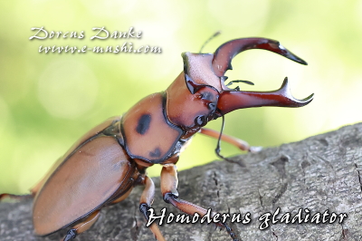 グラディアトールメンガタクワガタ｜ドルクスダンケ