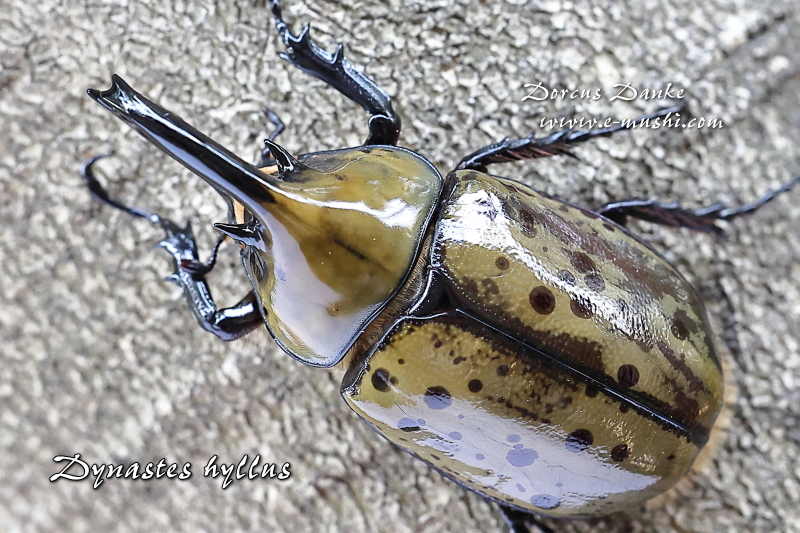 ヒルスシロカブト