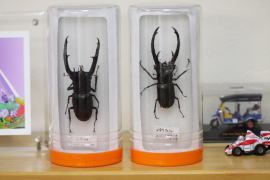 フジコン＞標本LABO