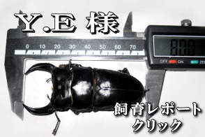 菌糸ビン｜ドルクスダンケ