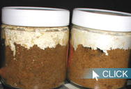 サンプル個体:国産オオクワガタ初心者飼育方法