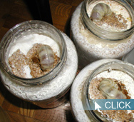 サンプル個体:国産オオクワガタ初心者飼育方法