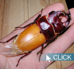 サンプル個体:国産オオクワガタ初心者飼育方法