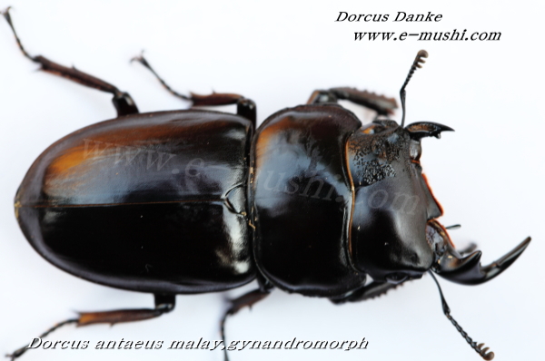 マレーアンタエウス モザイク 雌雄同体_イメージ