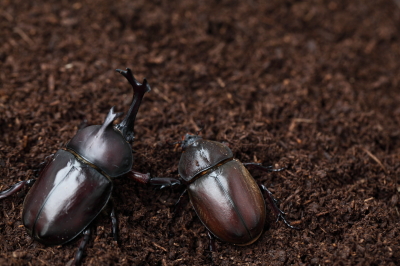 夏休み自由研究応援企画！３日でできる自由研究（カブトムシ編）