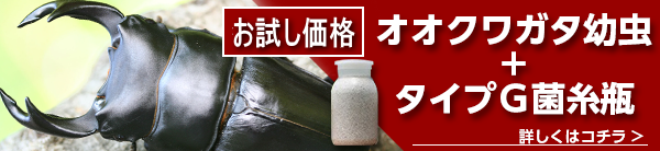 特別特価でご奉仕中!
