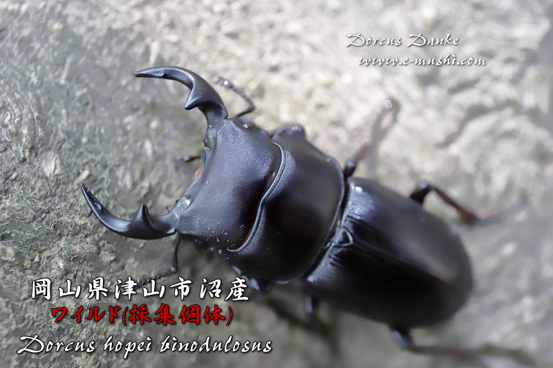 岡山県津山市産オオクワガタ 野外採集個体