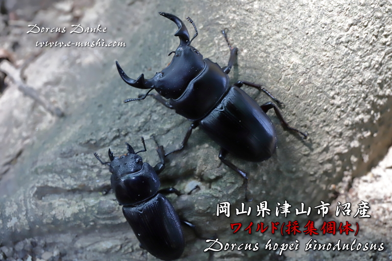 岡山県津山産オオクワガタ 野外採集個体