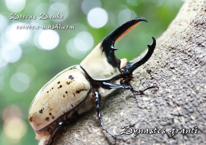 グラントシロカブト