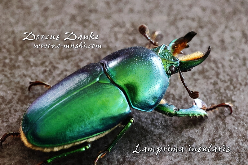 インスラリスキンイロクワガタ｜ドルクスダンケ