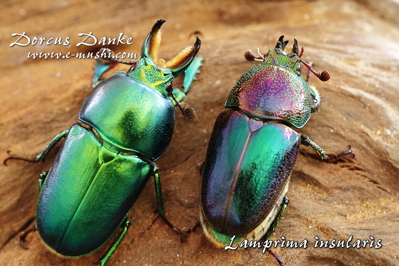 インスラリスキンイロクワガタ｜ドルクスダンケ