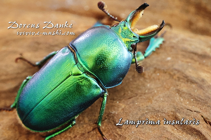 インスラリスキンイロクワガタ販売