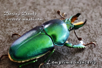 ニジイロクワガタ オウゴンオニクワガタ等｜ドルクスダンケ