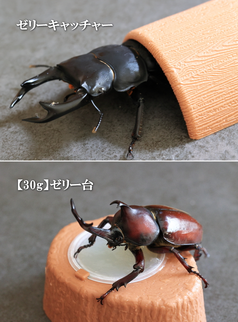 ゼリーキャッチャー/ゼリー台｜ドルクスダンケ