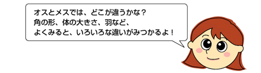 オスとメスでは、どこが違うかな?