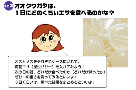 オオクワガタは、1日にどのくらいエサを食べるのかな?