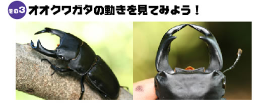 オオクワガタの動きを見てみよう!